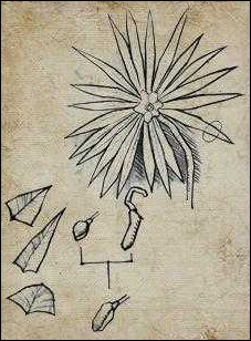 Saavedro's Journal Drawings
